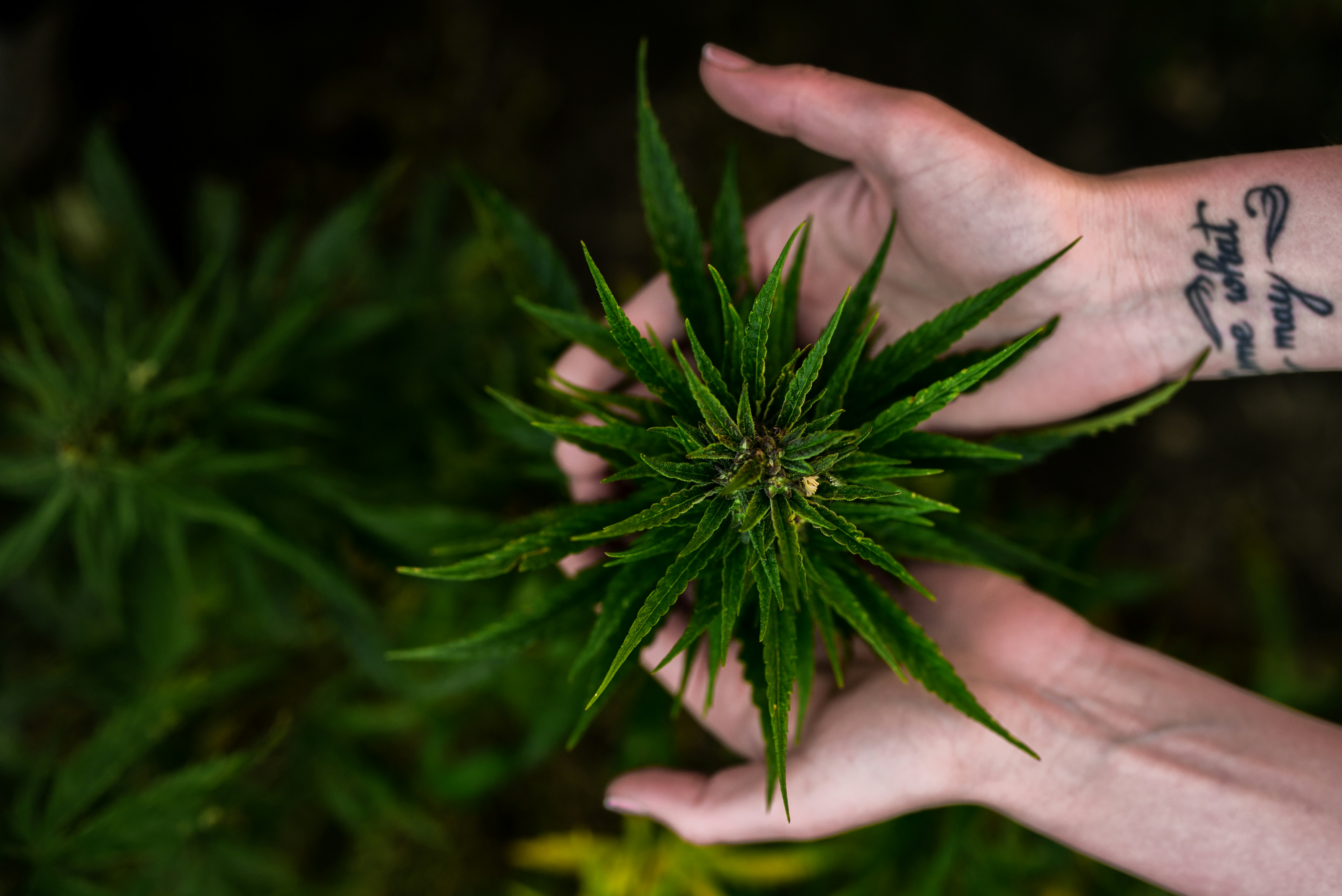 Fleur ou résine CBD : quelle différence et comment choisir ?